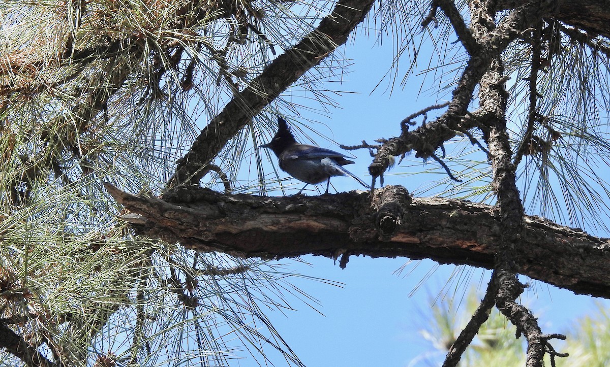 Steller's Jay - ML95668161