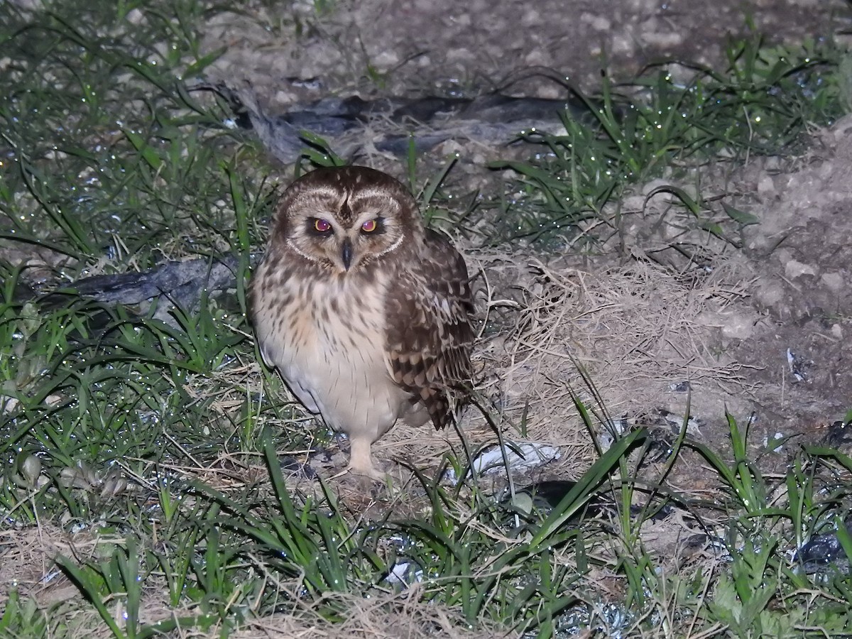 Kır Baykuşu (domingensis/portoricensis) - ML95668891