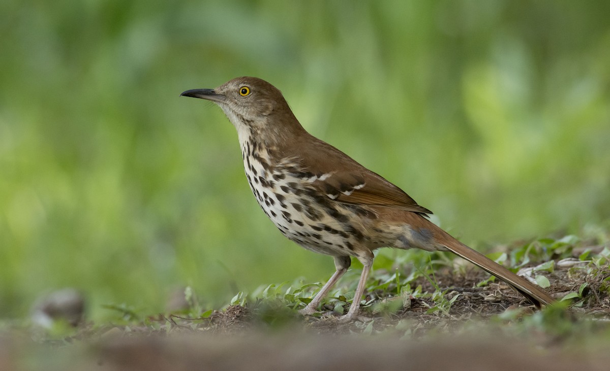 Brown Thrasher - ML95669071