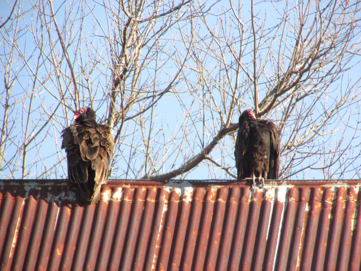 Turkey Vulture - ML95672091