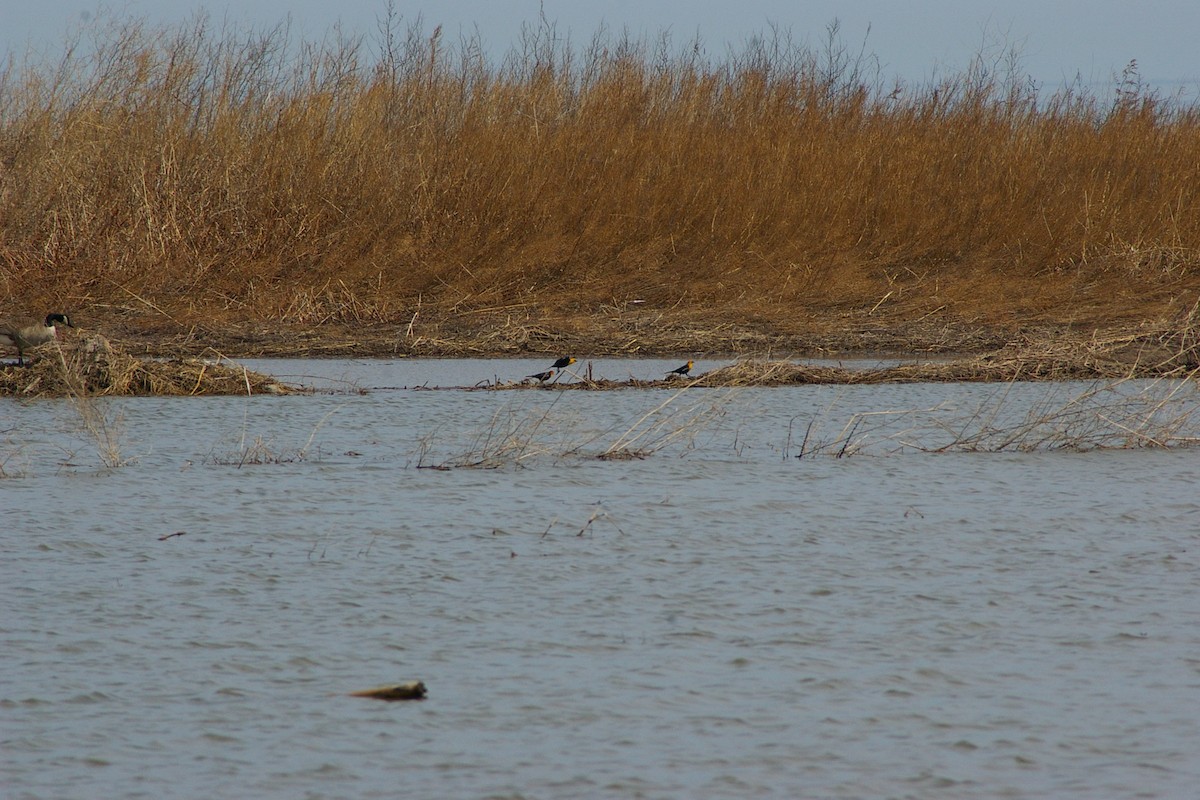Yellow-headed Blackbird - ML95673391