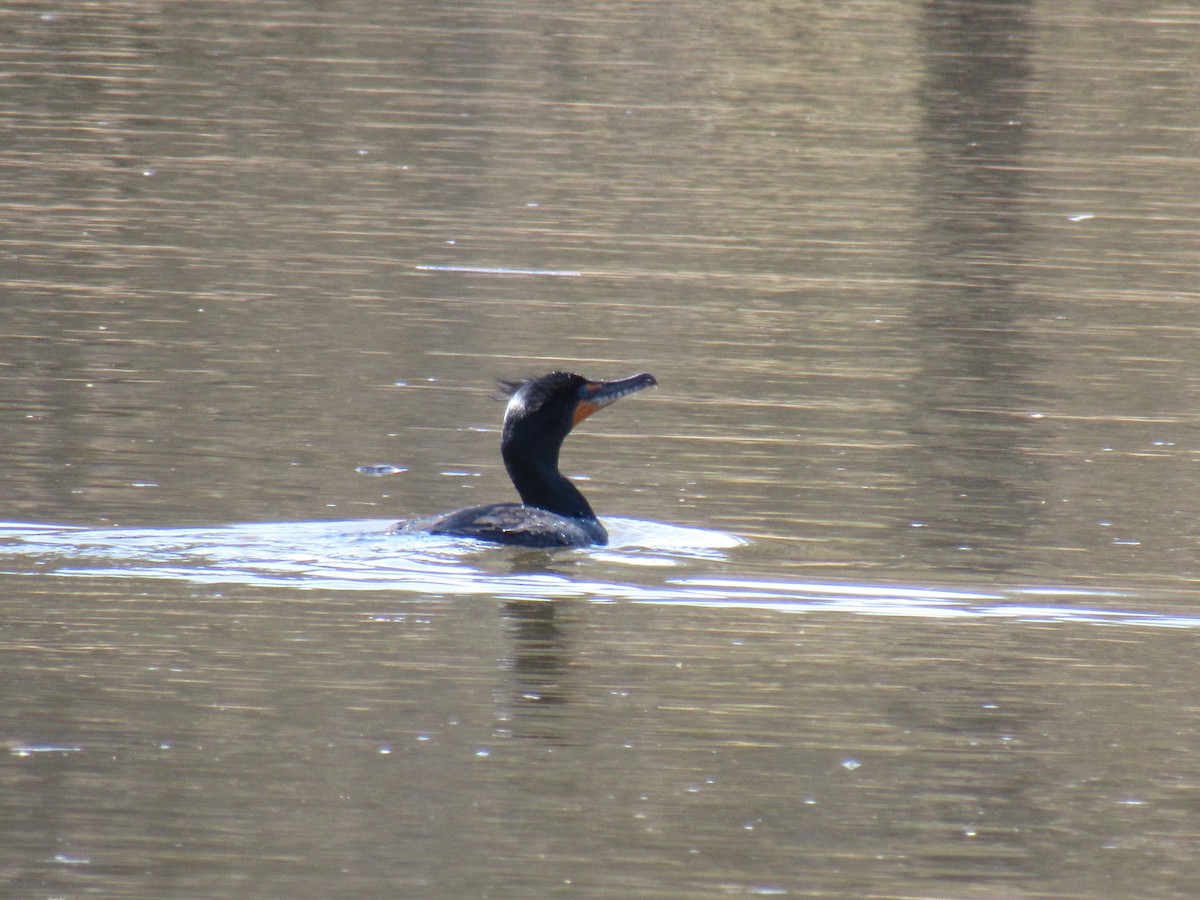 Double-crested Cormorant - John Coyle