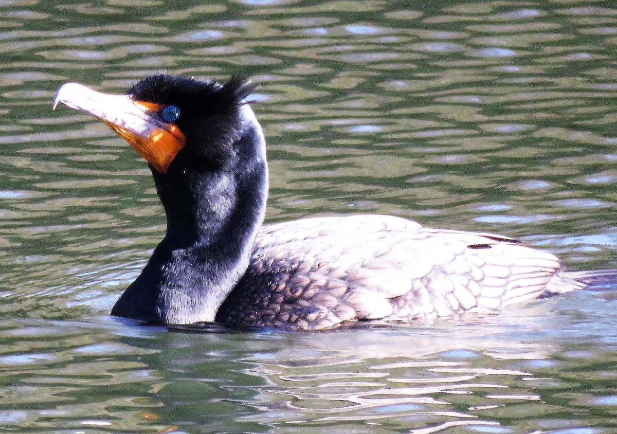 Double-crested Cormorant - ML95682021