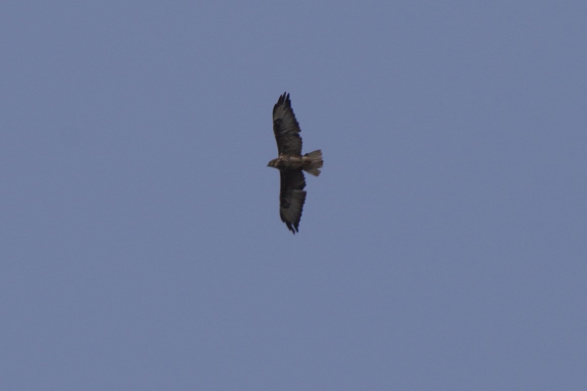 Common Buzzard (Cape Verde) - ML95682091