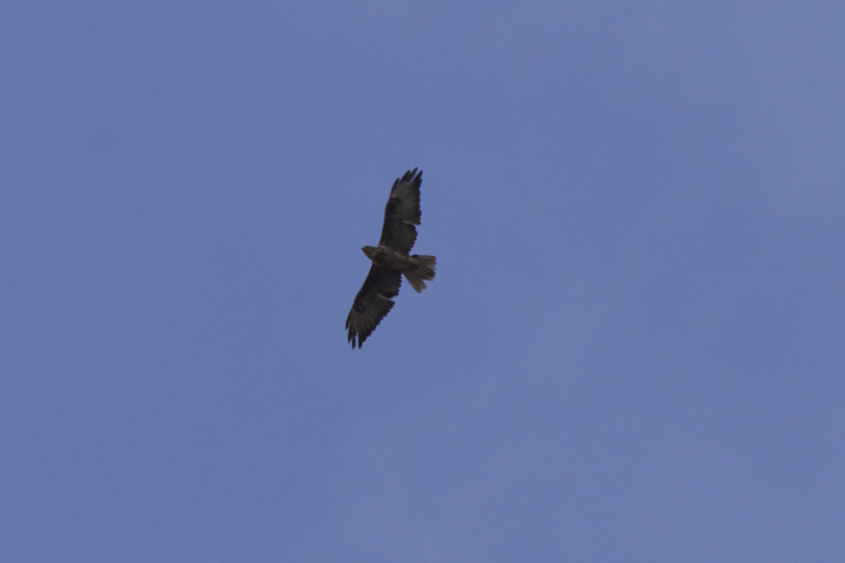 Common Buzzard (Cape Verde) - Fabio Olmos