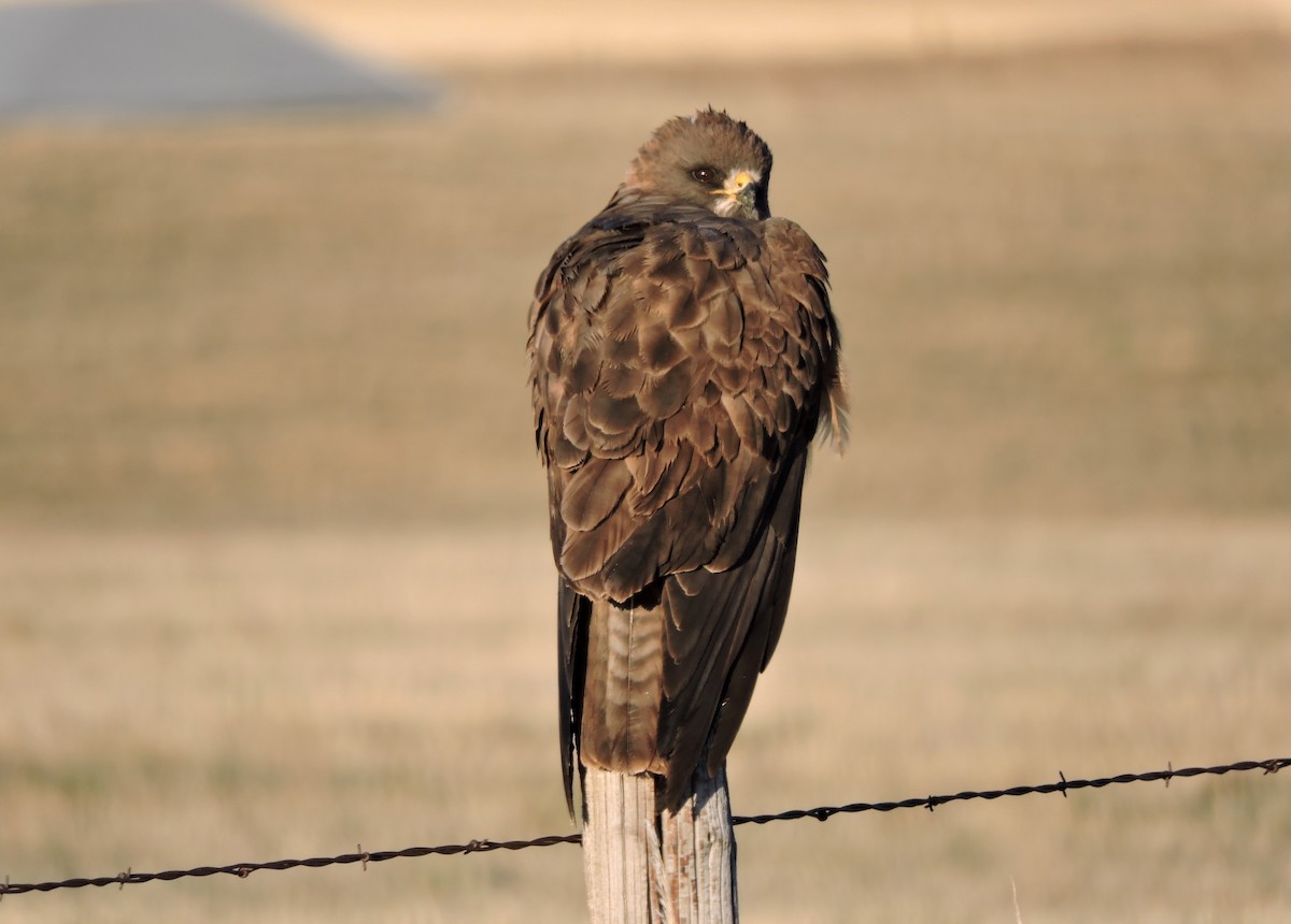 Swainson's Hawk - Daniel Casey