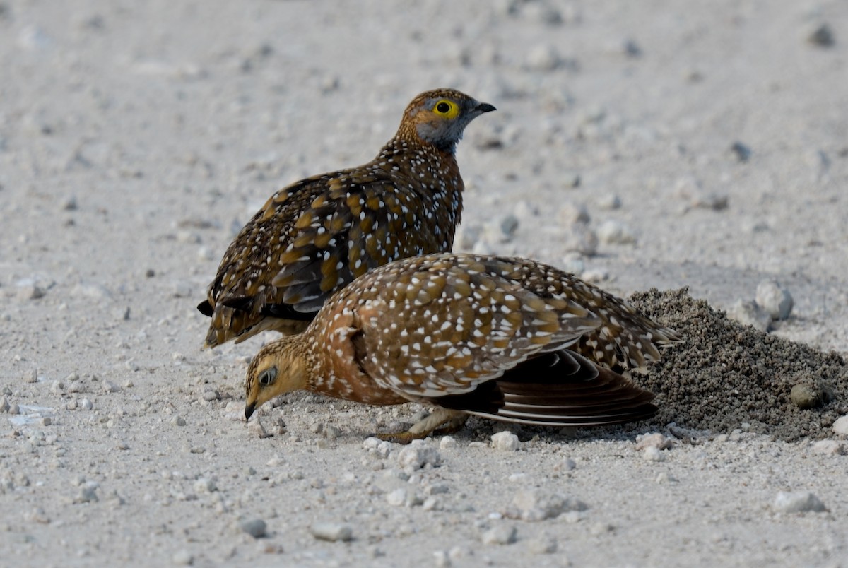 Burchell's Sandgrouse - ML95683371