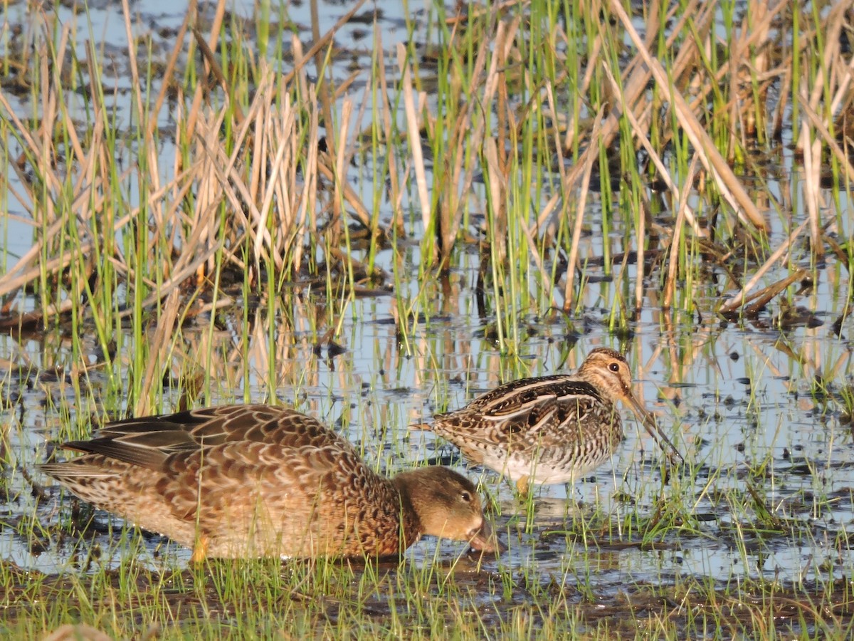 Blue-winged Teal - Michael Clay