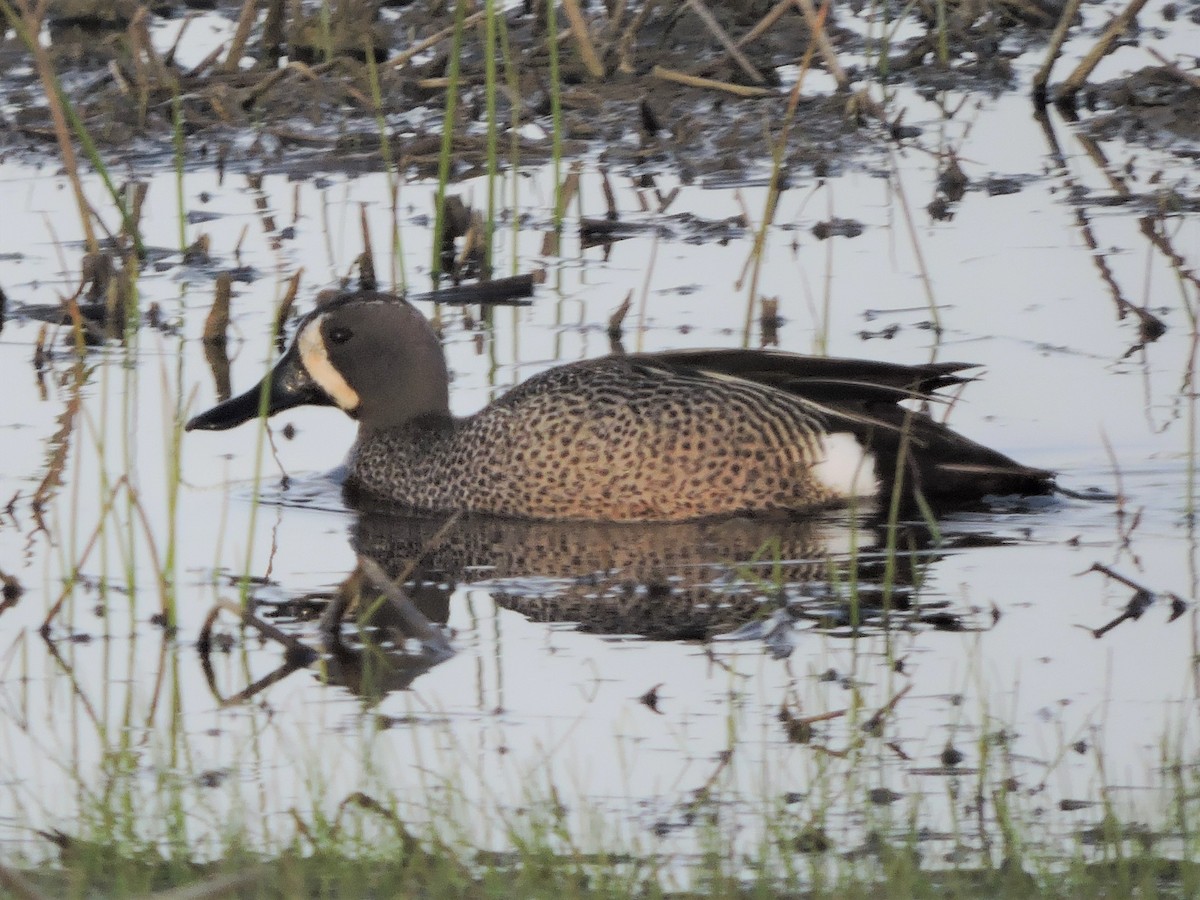 Blue-winged Teal - ML95683421