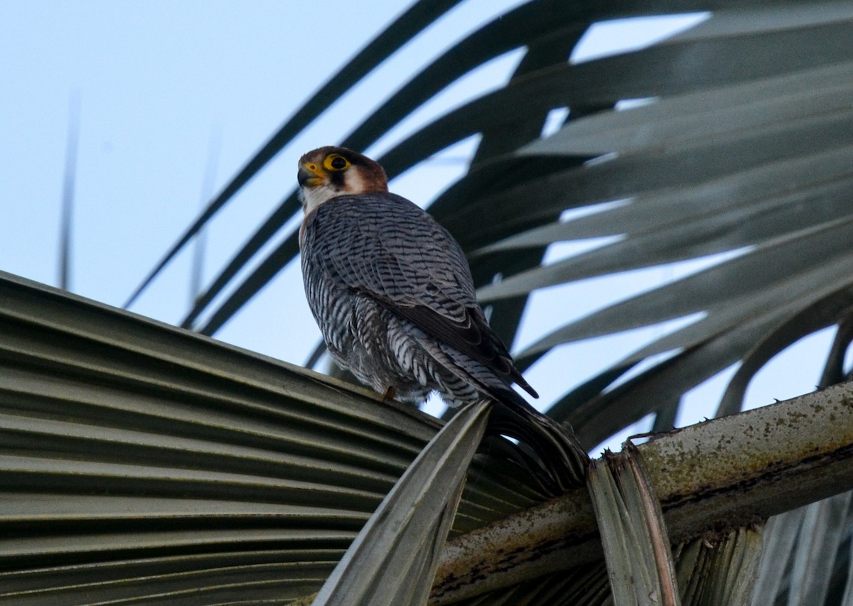 Red-necked Falcon - Bruce Wedderburn