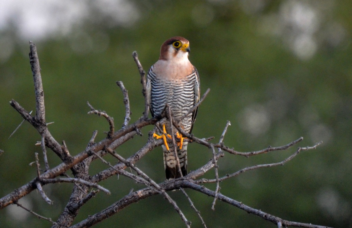 Red-necked Falcon - Bruce Wedderburn