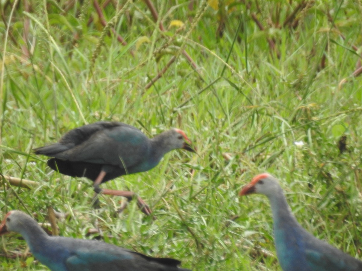 Gray-headed Swamphen - ML95684021