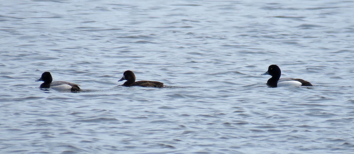 Greater Scaup - ML95685081