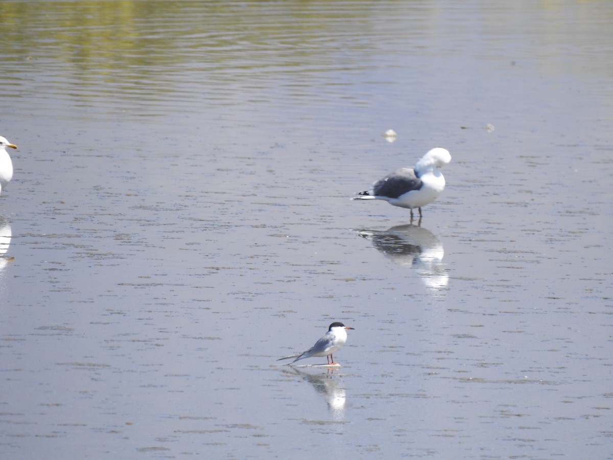 Forster's Tern - ML95685271