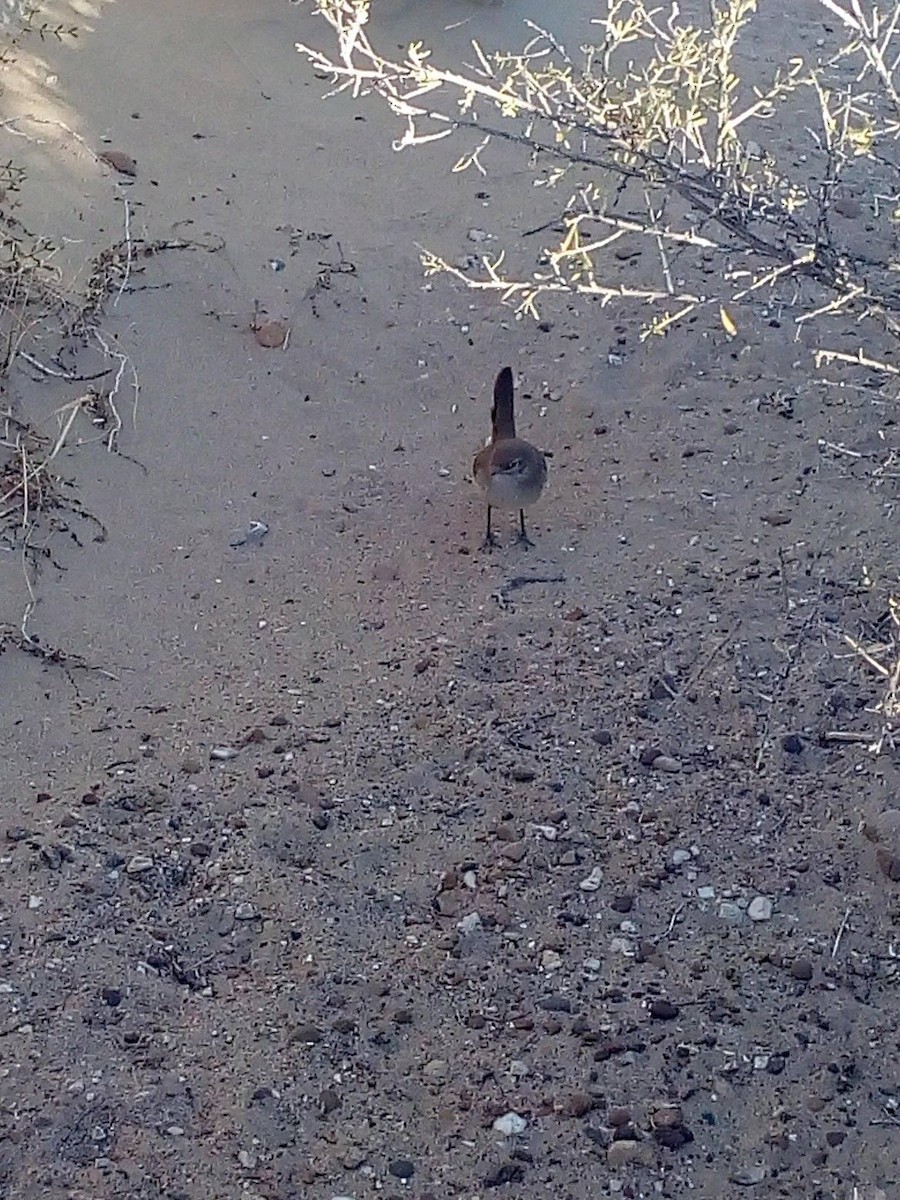 Fahltapaculo - ML95686361