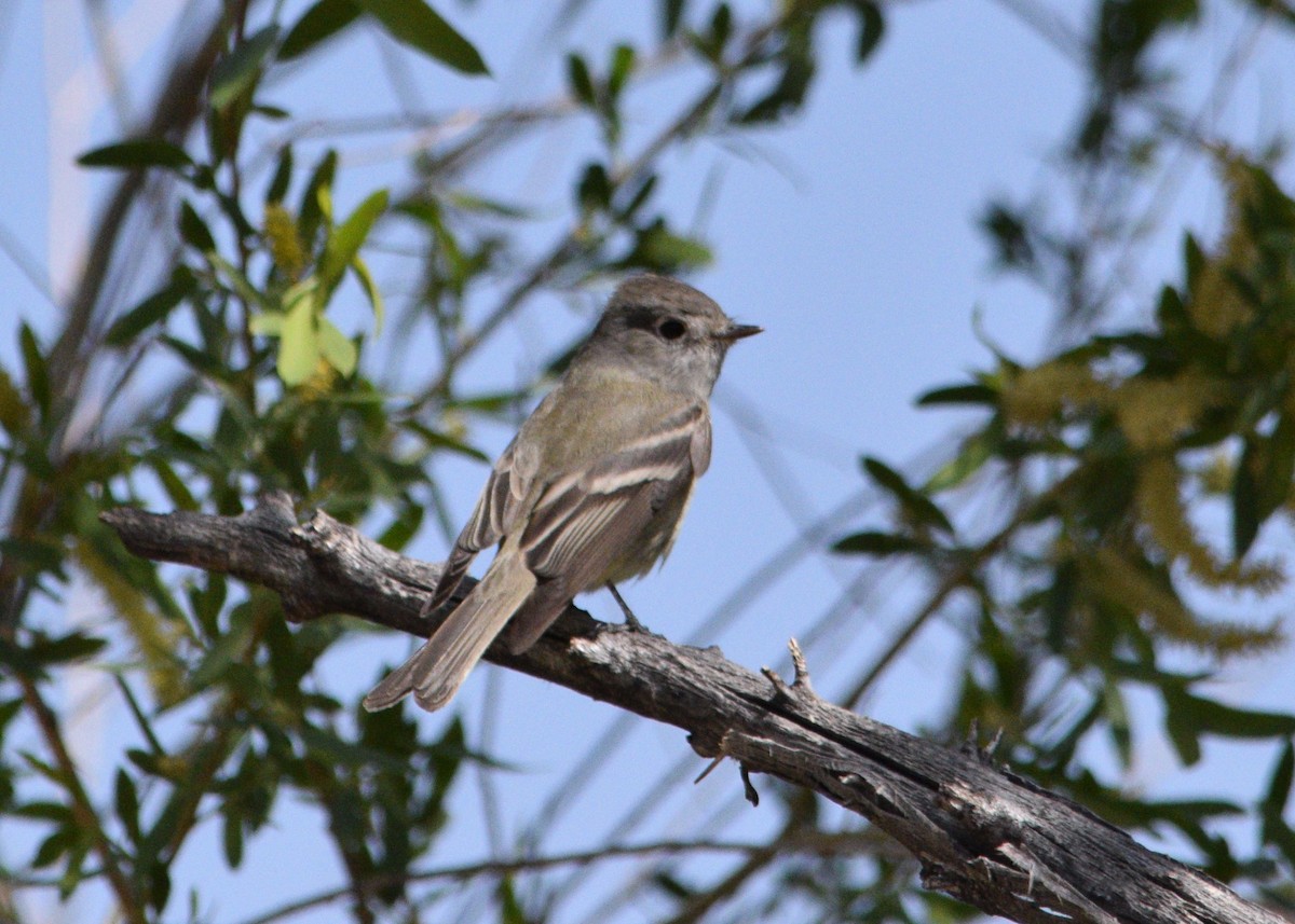 Hammond's Flycatcher - ML95687261