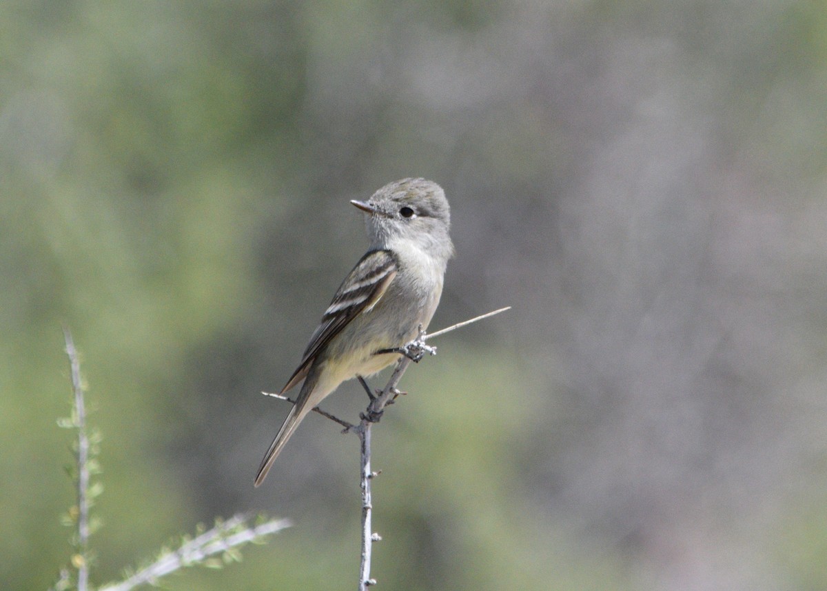 Hammond's Flycatcher - ML95687301