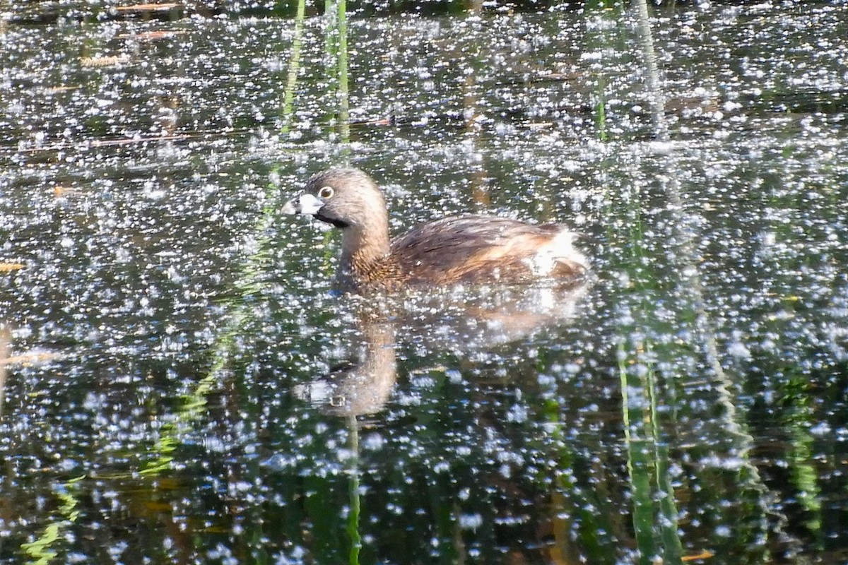 Pied-billed Grebe - ML95688591