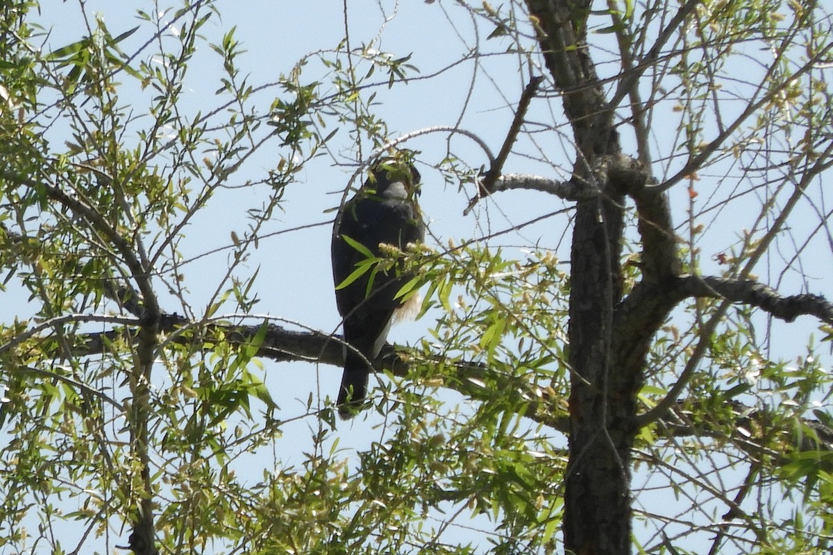 Cooper's Hawk - ML95688901