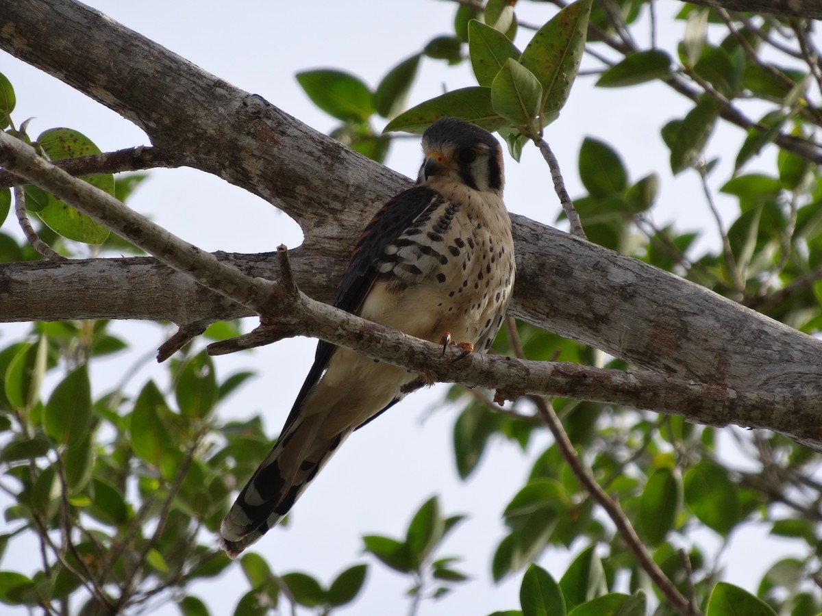 American Kestrel (Eastern Caribbean) - ML95689961