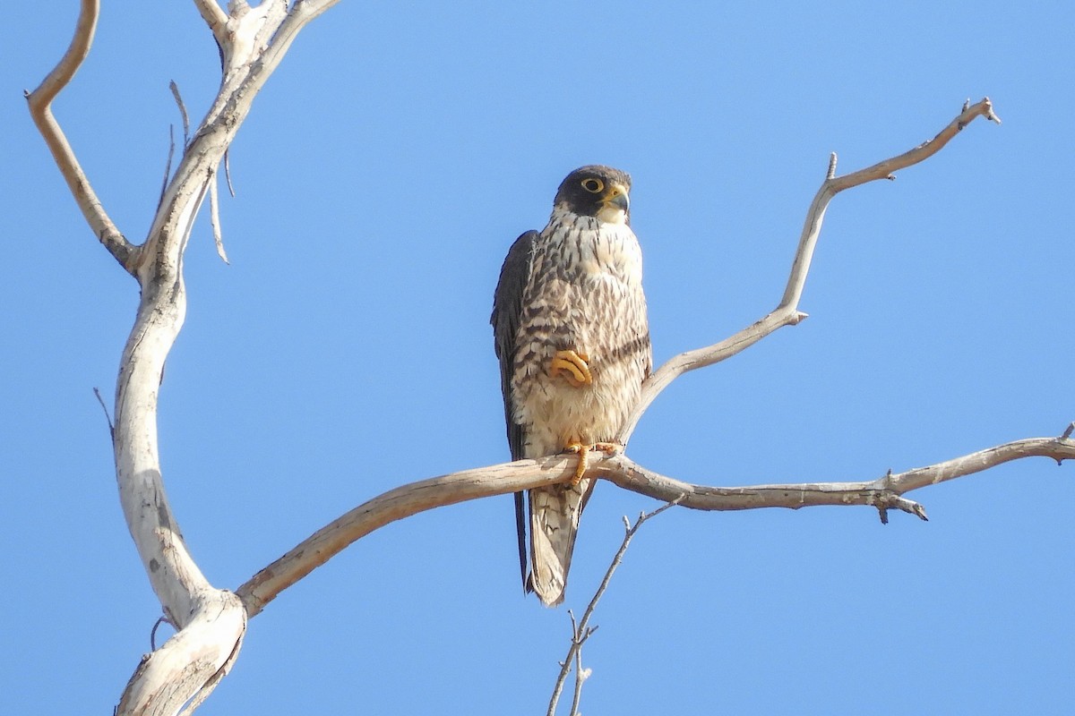 Peregrine Falcon - Susan Voelker