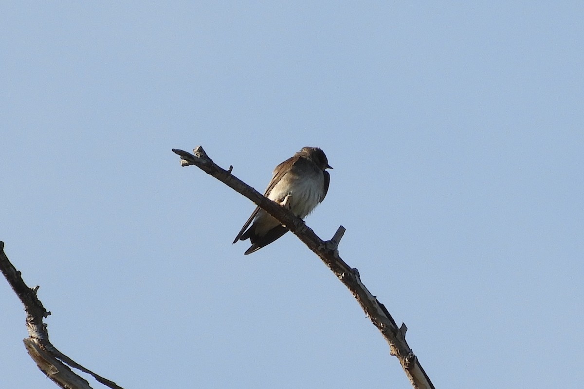 Northern Rough-winged Swallow - Susan Voelker