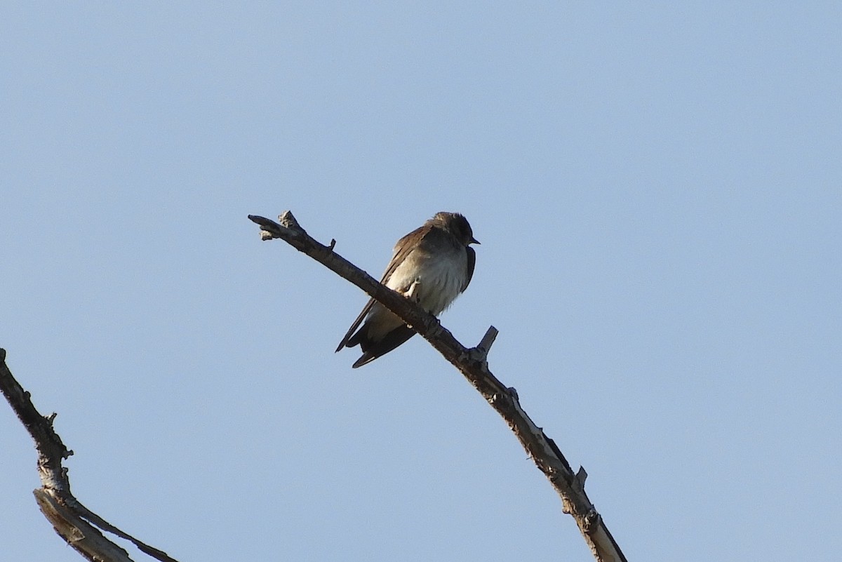 Golondrina Aserrada - ML95690331