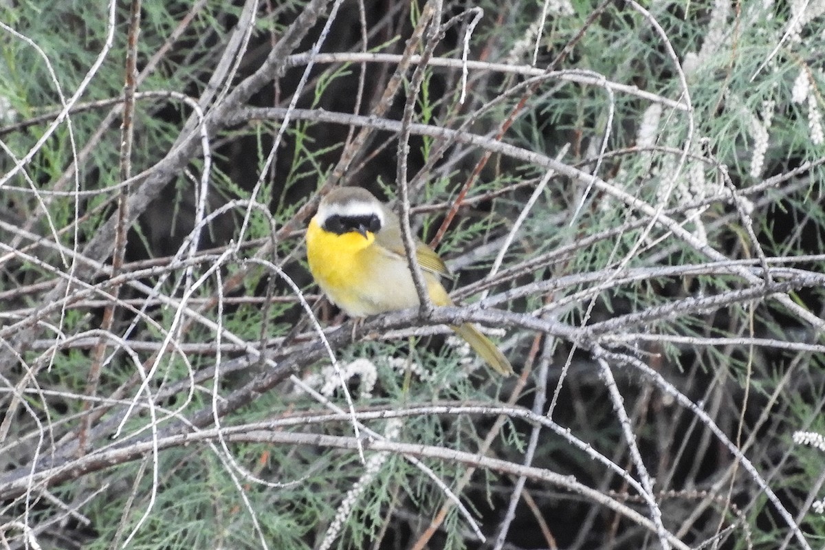 Common Yellowthroat - ML95690581