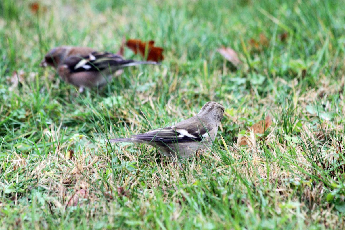 Common Chaffinch - Jean-François  Delahalle