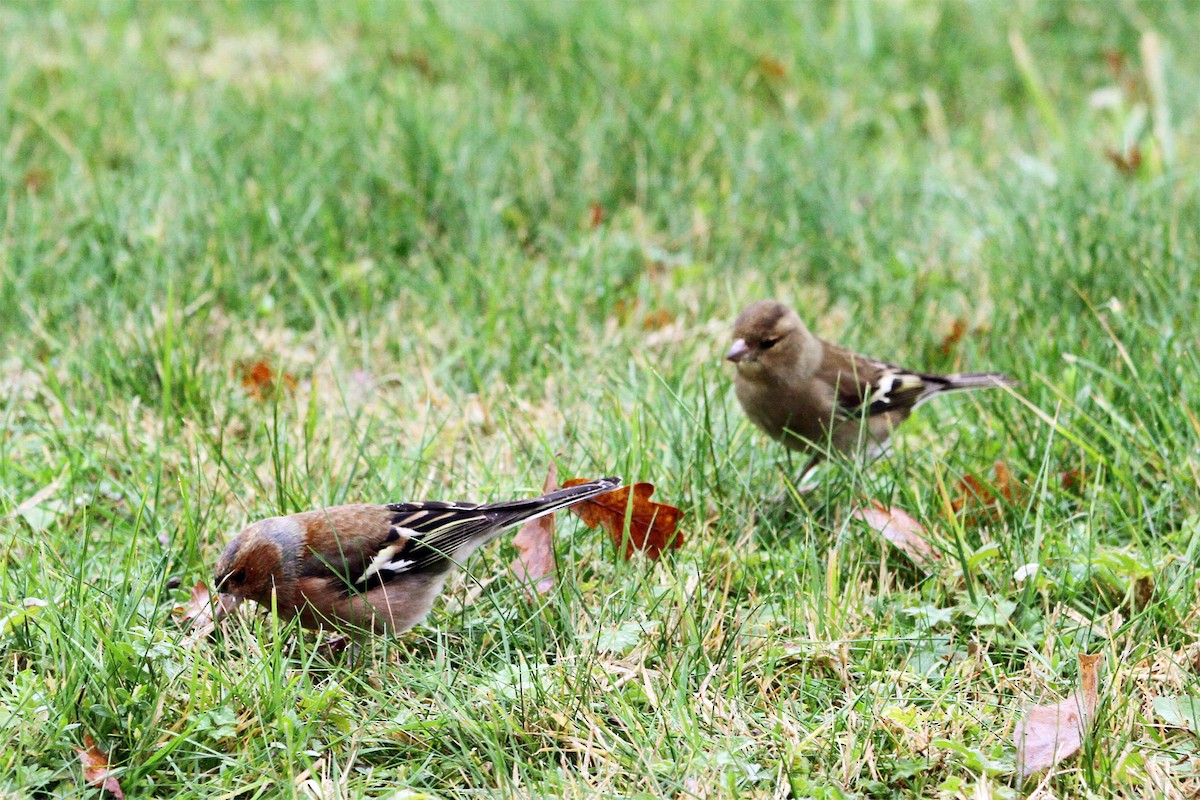 Common Chaffinch - Jean-François  Delahalle