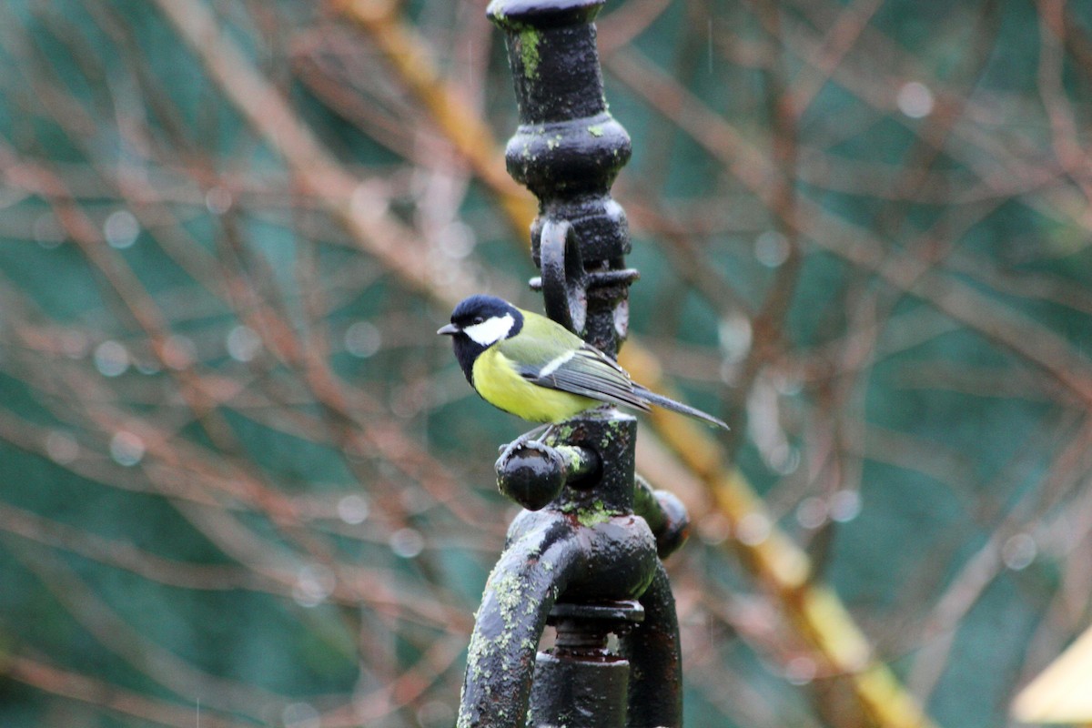 Great Tit - Jean-François  Delahalle