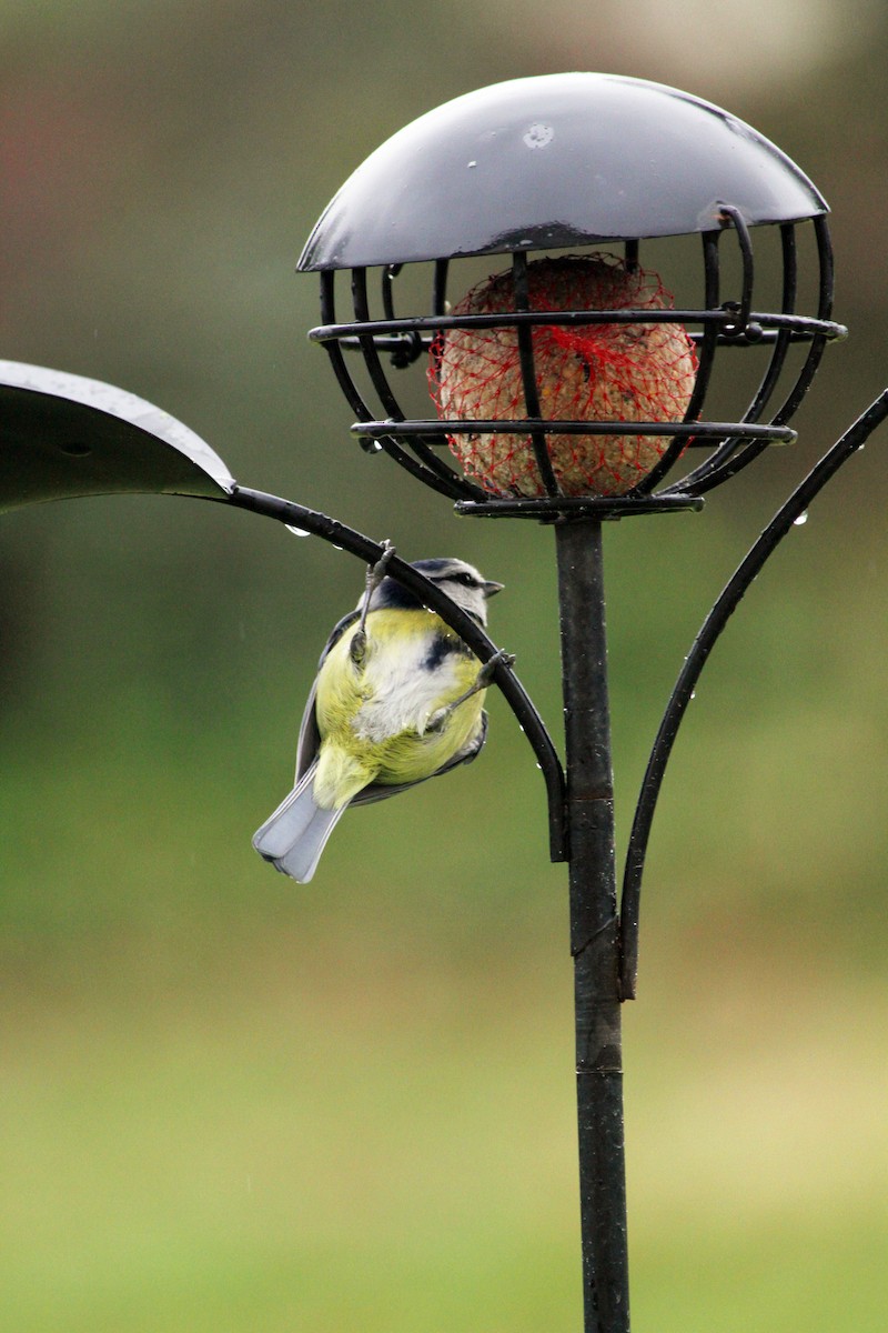 Eurasian Blue Tit - Jean-François  Delahalle