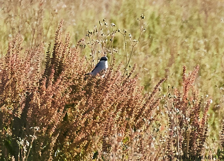 Loggerhead Shrike - ML95693021