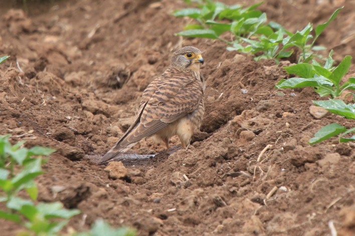 Eurasian Kestrel (Cape Verde) - ML95693031