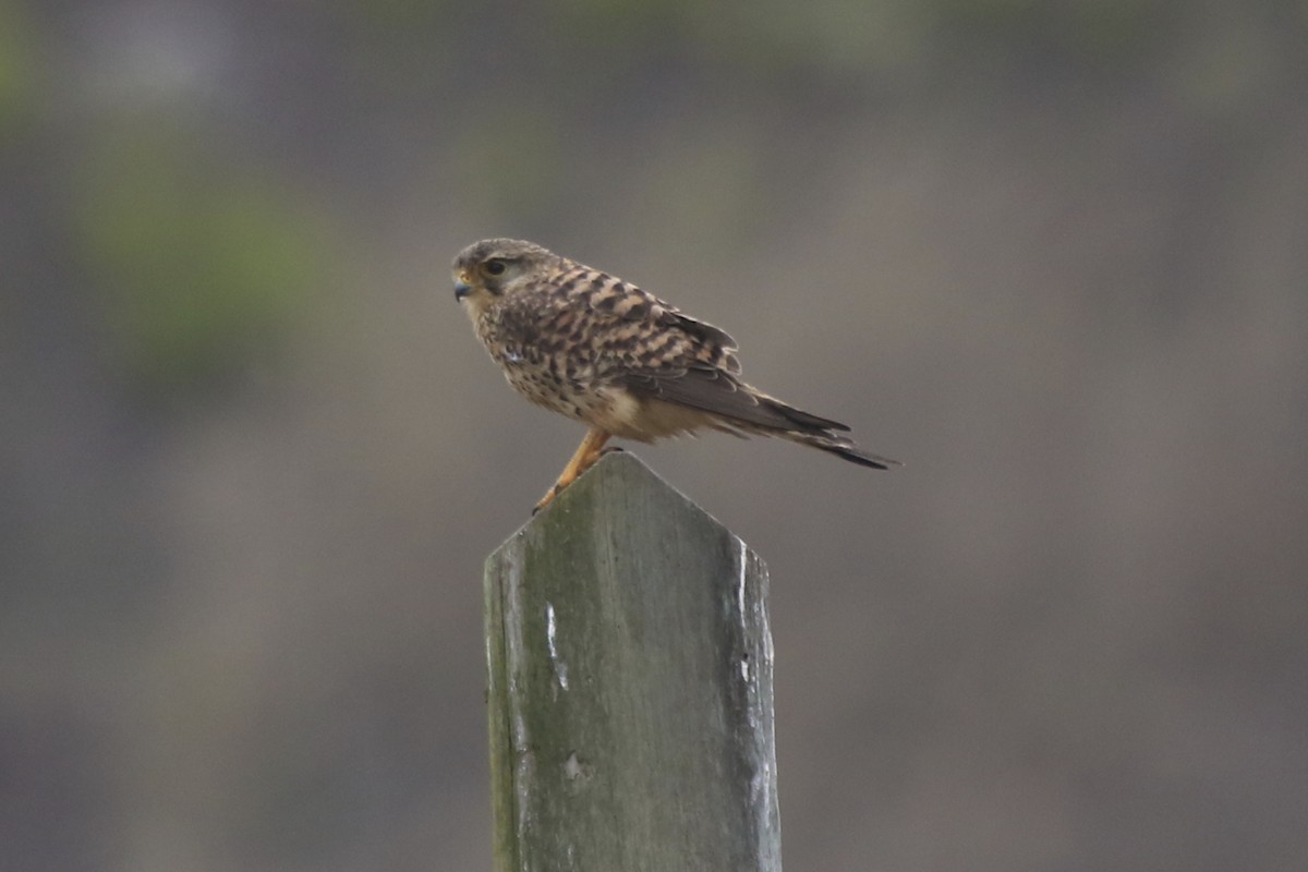 Eurasian Kestrel (Cape Verde) - ML95693081