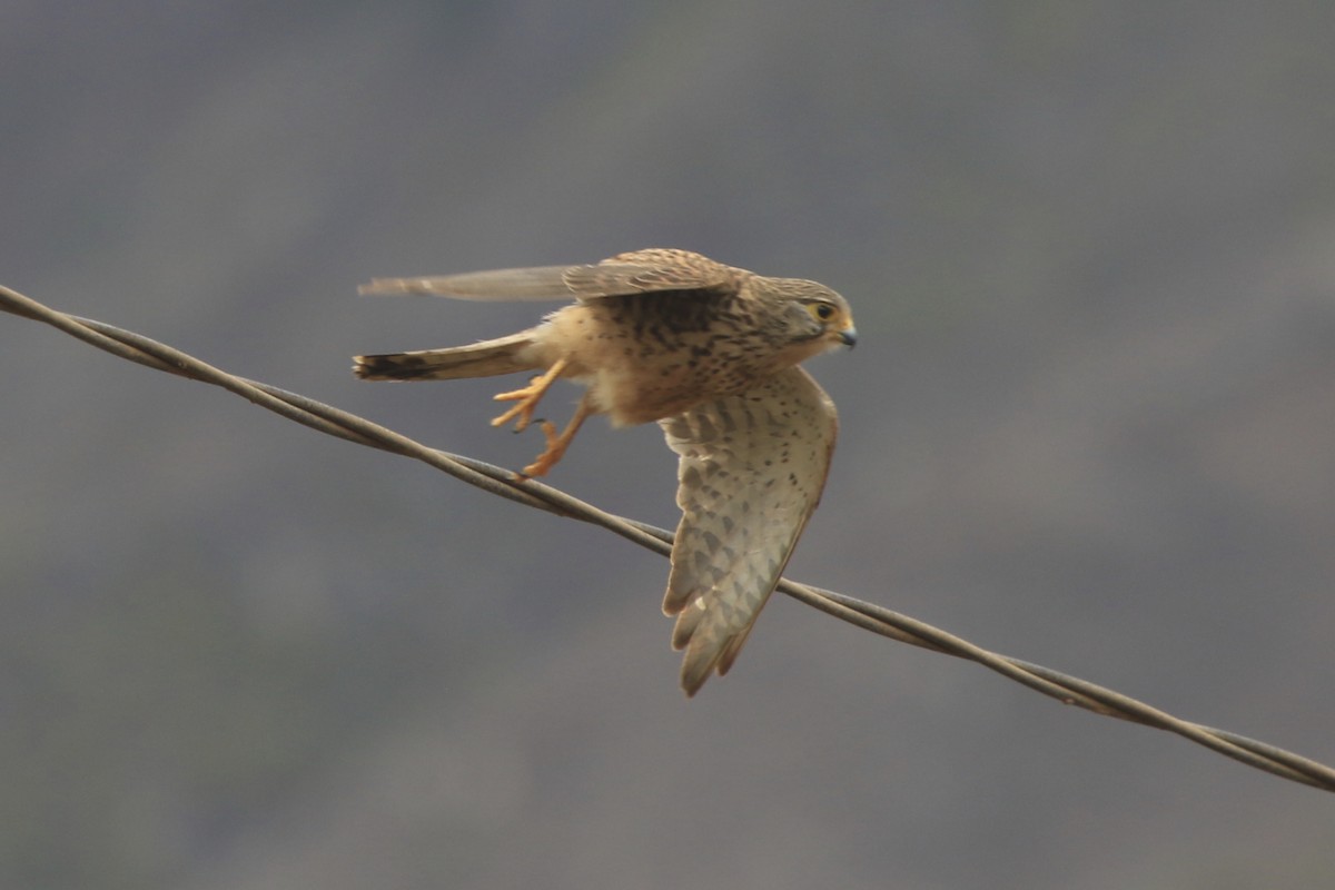 Eurasian Kestrel (Cape Verde) - ML95693091
