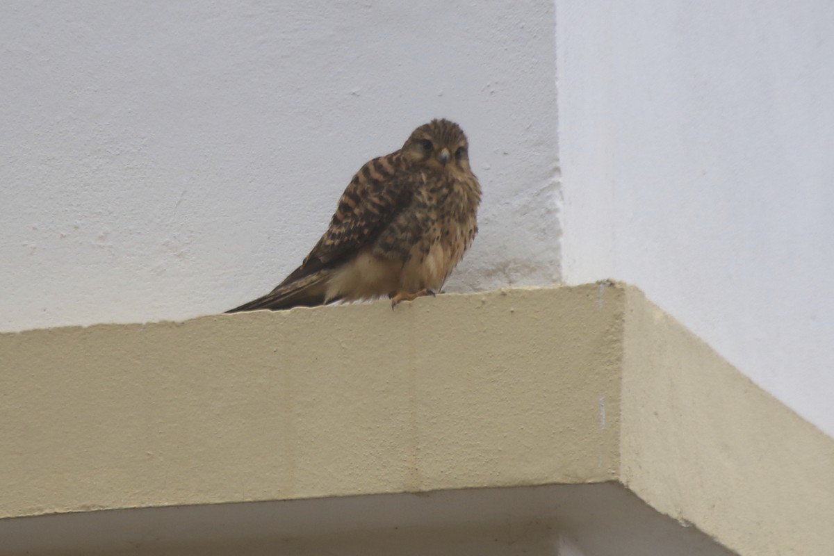 Eurasian Kestrel (Cape Verde) - ML95693111