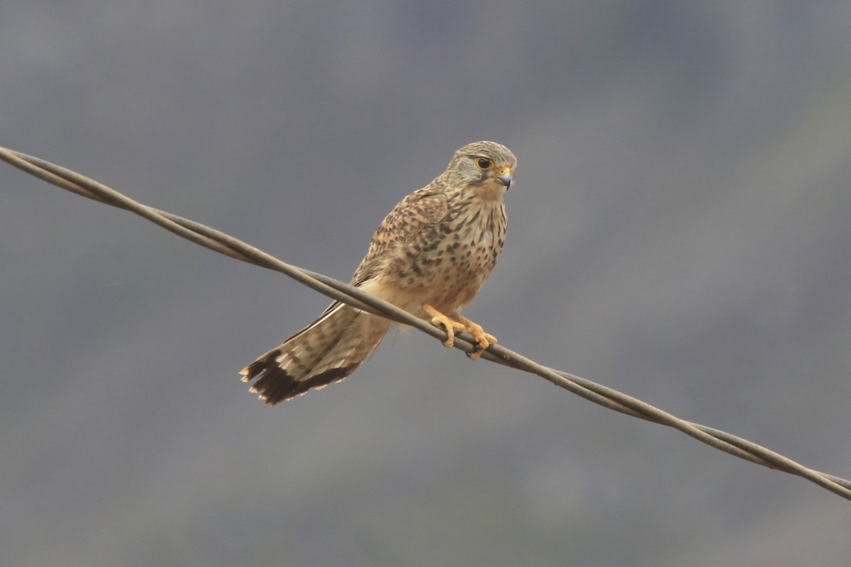 Eurasian Kestrel (Cape Verde) - ML95693121