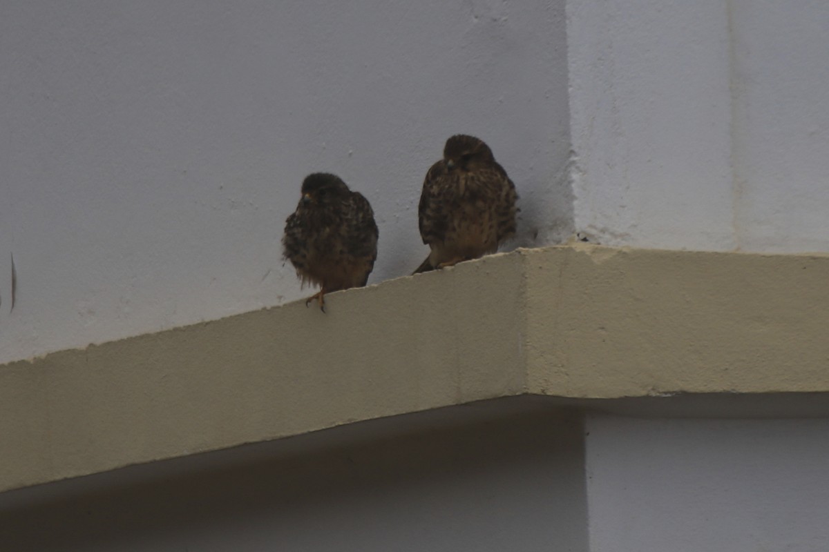 Eurasian Kestrel (Cape Verde) - ML95693131