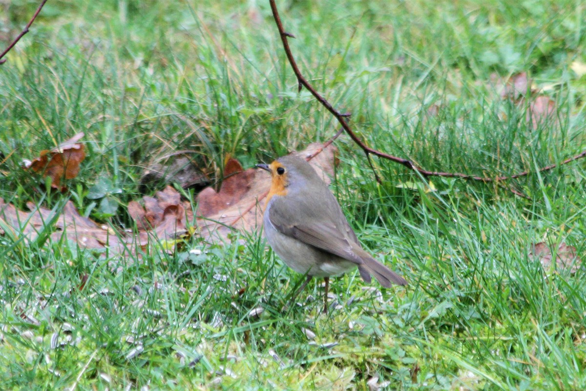 European Robin - ML95693431