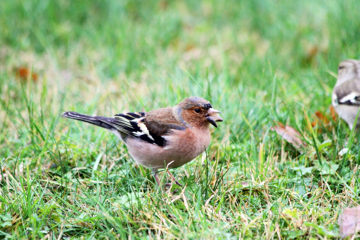 Common Chaffinch - ML95693451