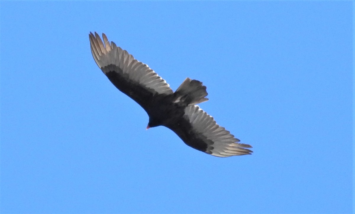 Turkey Vulture - ML95693691