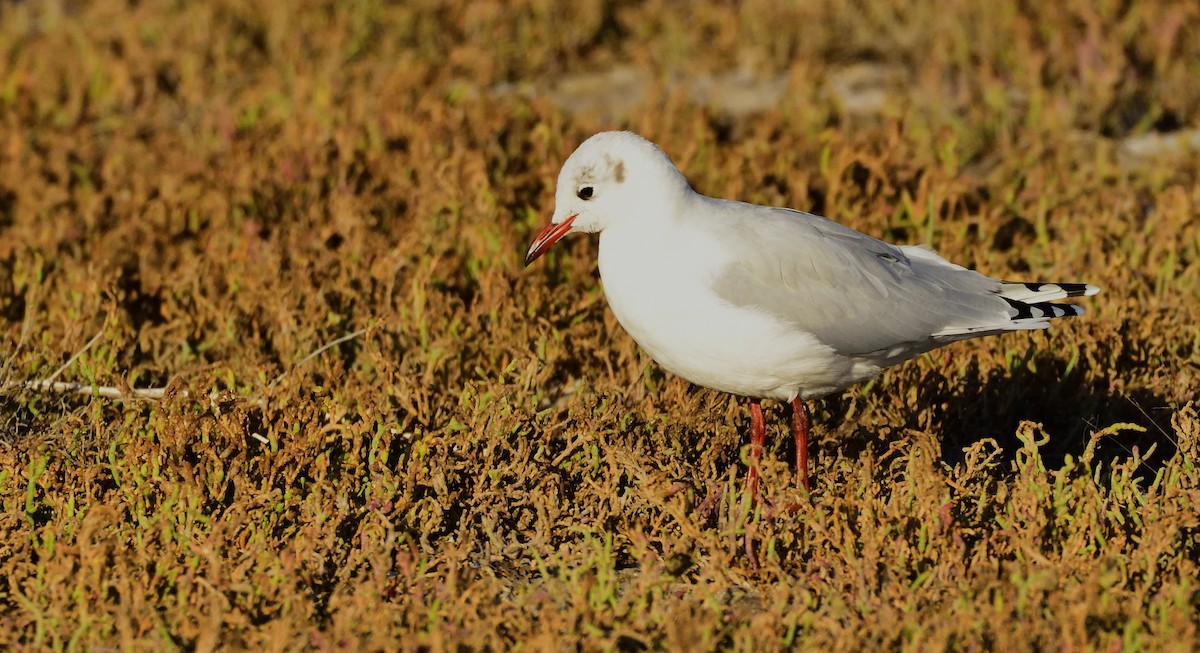 Brown-hooded Gull - Miguel Ansenuza
