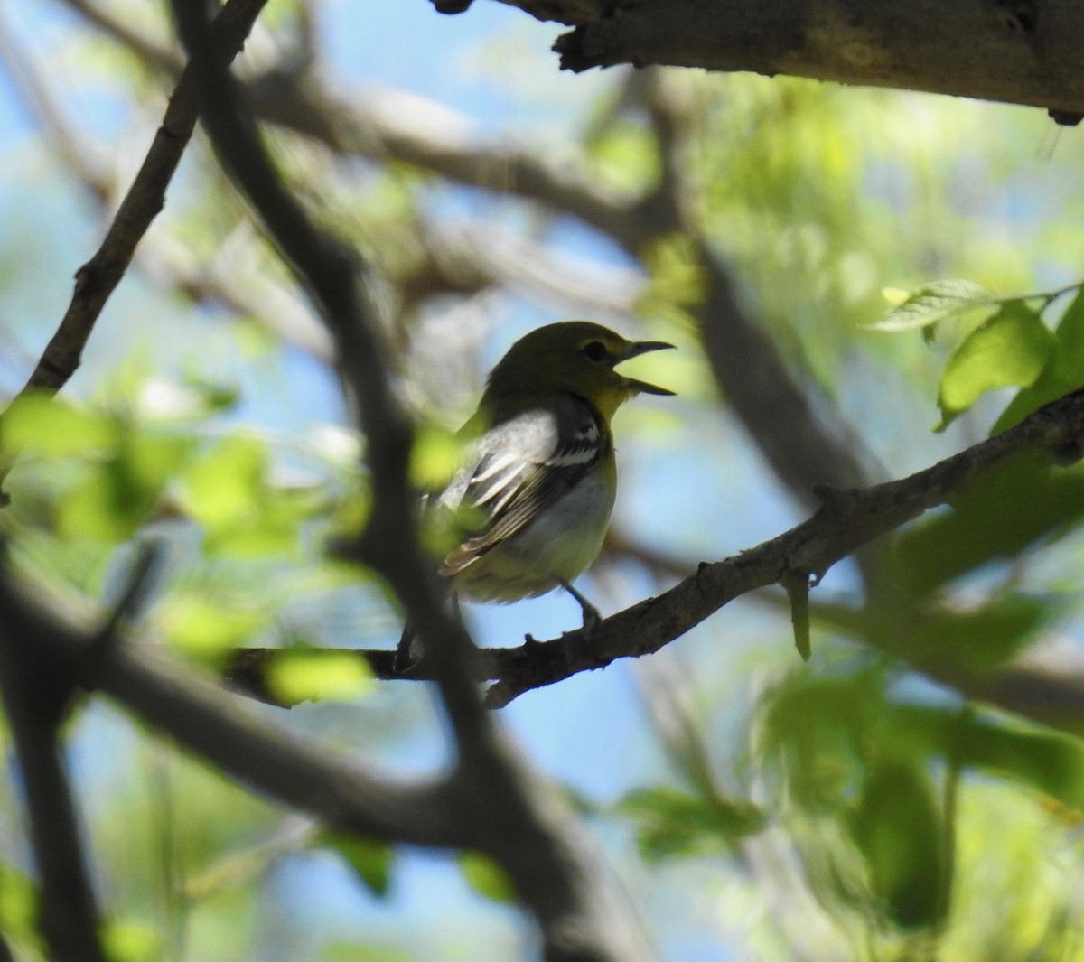 Yellow-throated Vireo - ML95696261