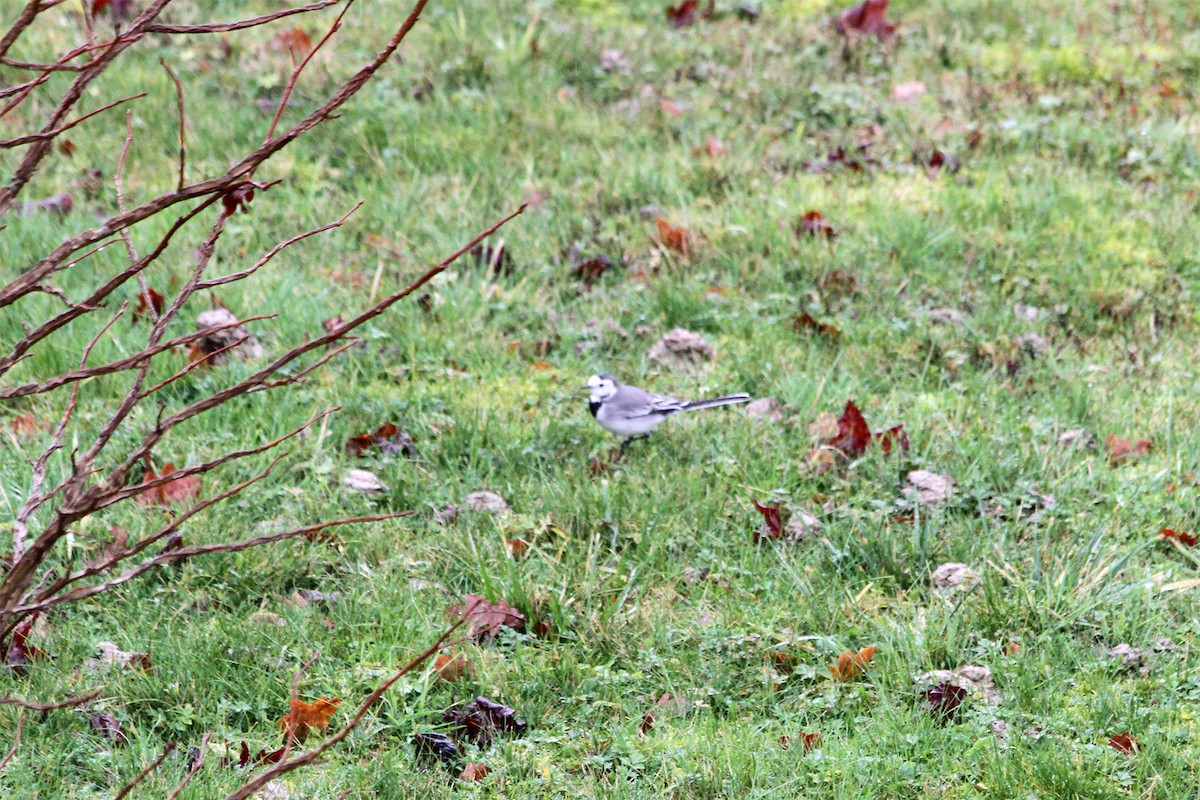 White Wagtail - ML95696551