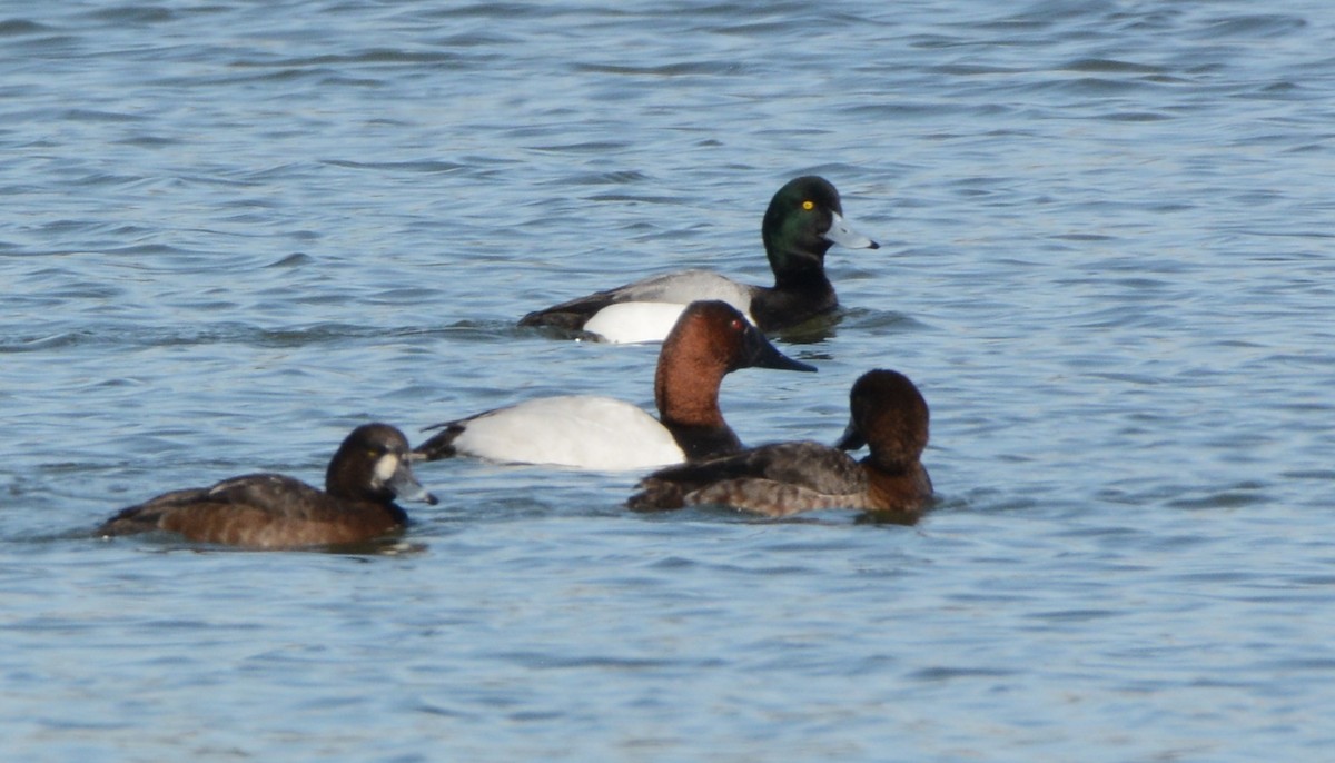 Canvasback - ML95697681