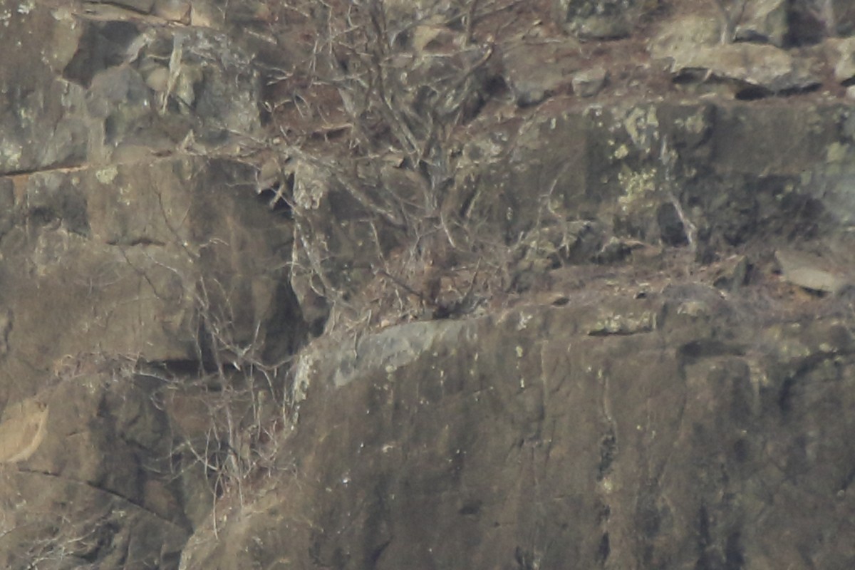 Common Buzzard (Cape Verde) - Fabio Olmos