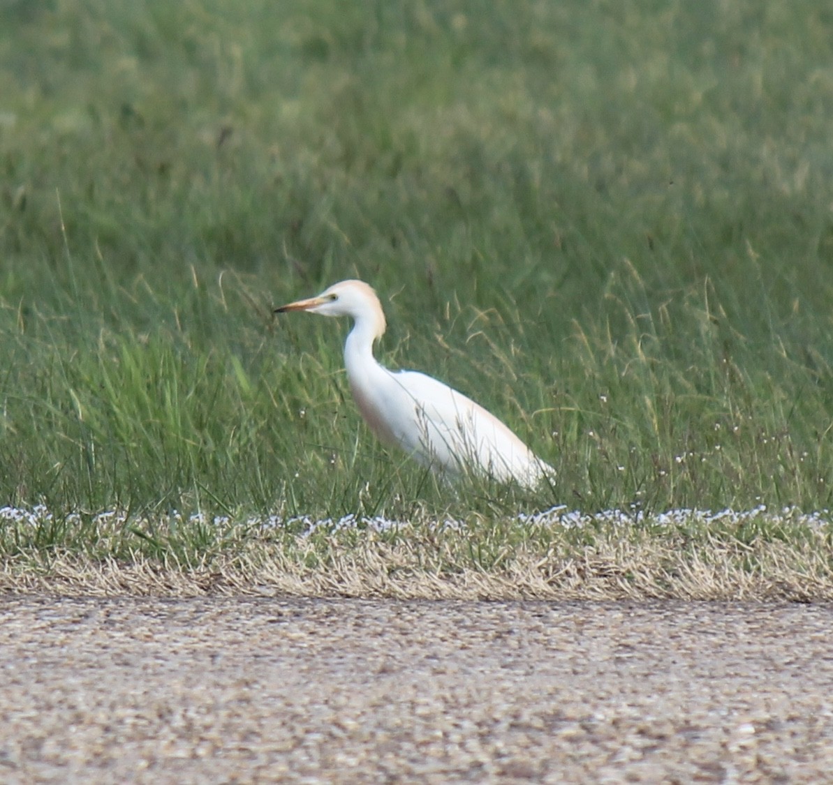 Western Cattle Egret - ML95698171