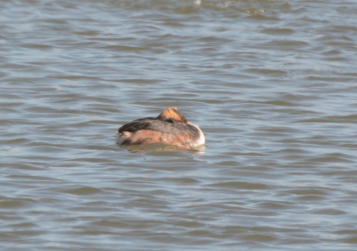 Horned Grebe - ML95698311