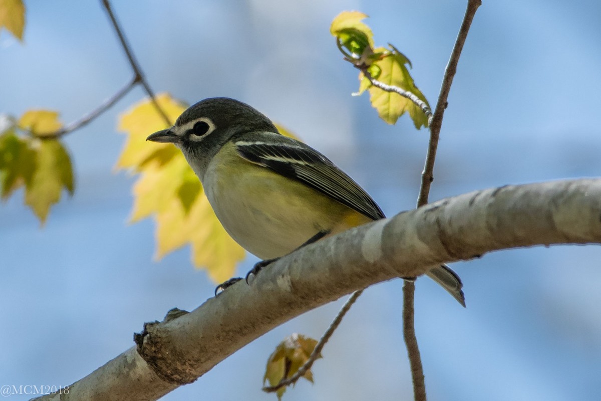 Blue-headed Vireo - Mary Catherine Miguez